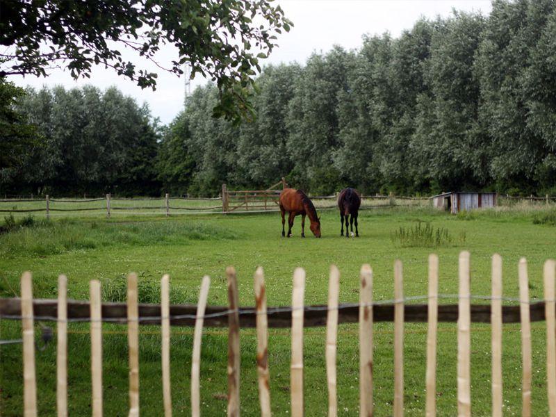 Vakantiewoningen Wilgenwind foto 2