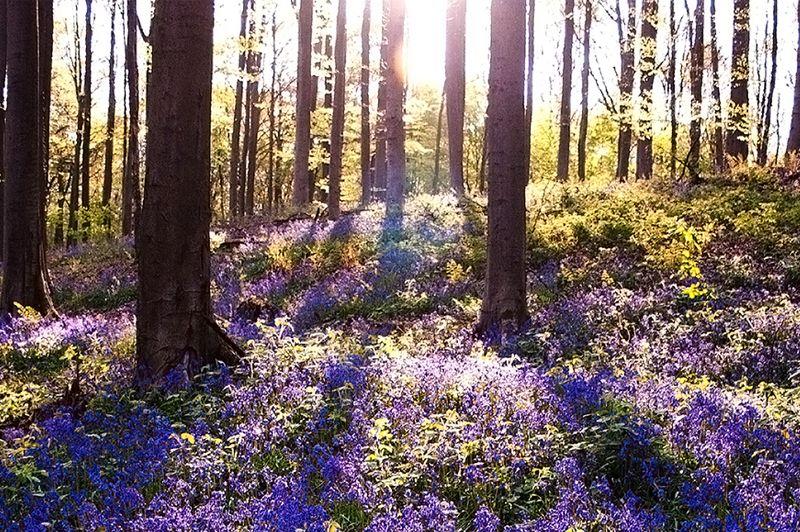 De mooiste boswandelingen