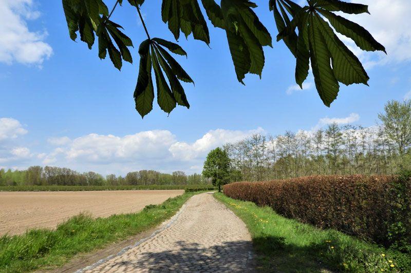 listing card gallery