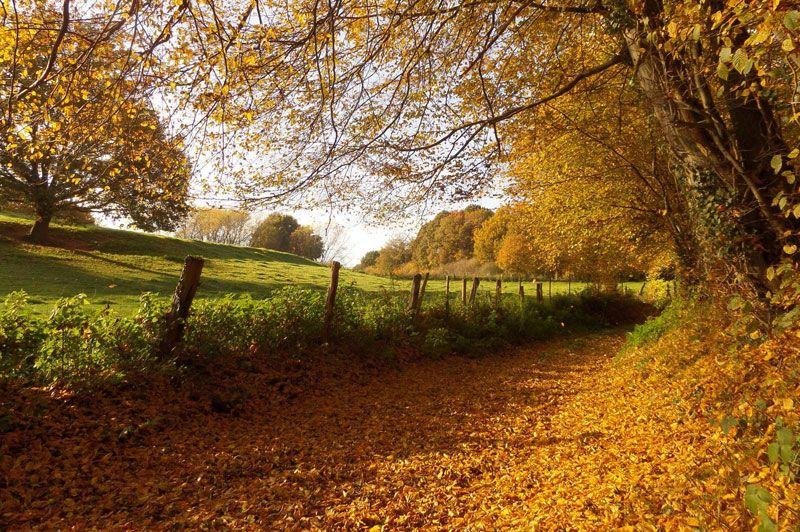 Wandelroutes in Bertem