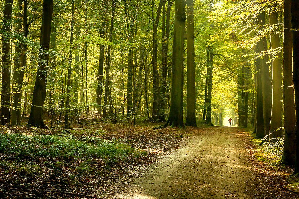 Waar kan je een mooie boswandeling maken?