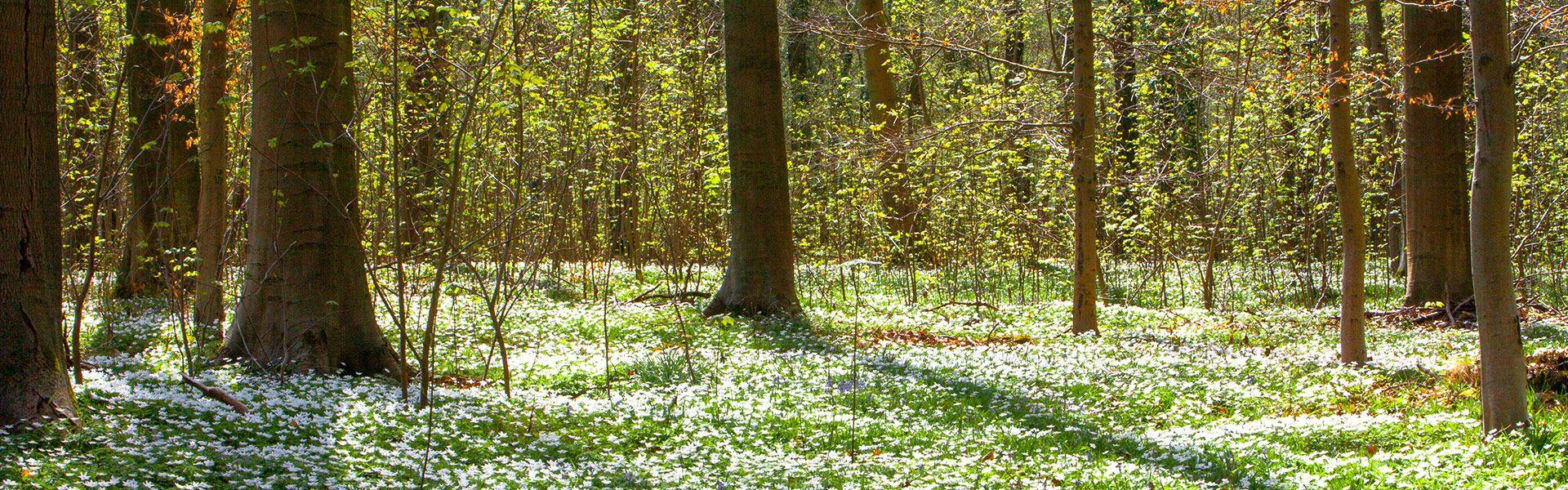 Boswandelingen