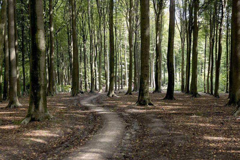 Muziekbos Wandelroute