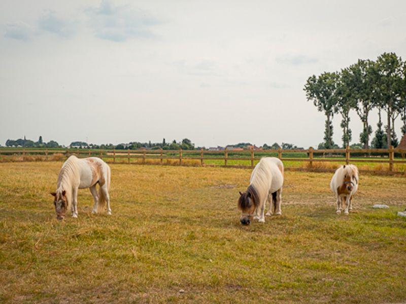 Vakantiehuis De Geestigaard foto 5