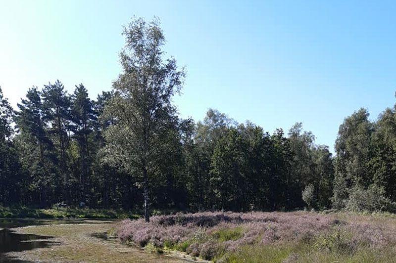 listing card gallery