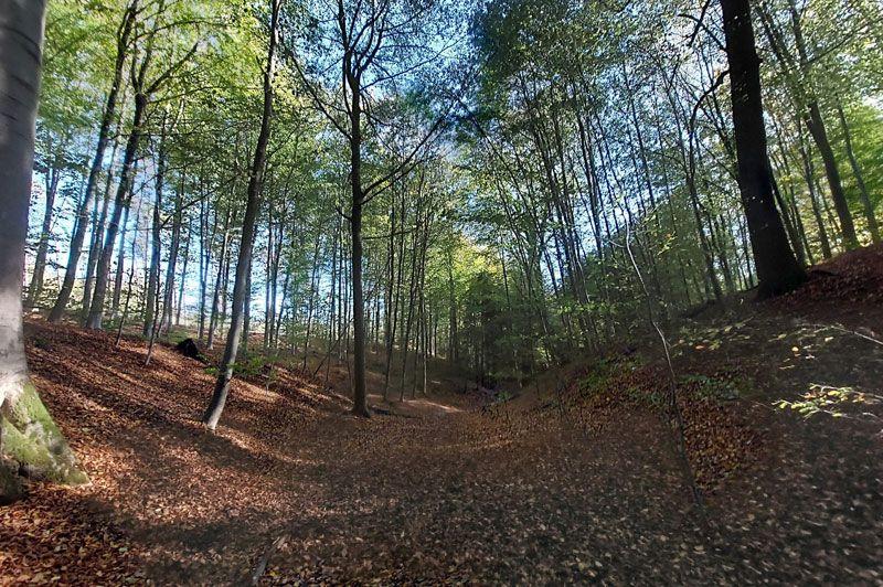 Dikke Beukwandeling