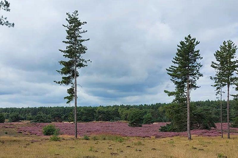 listing card gallery