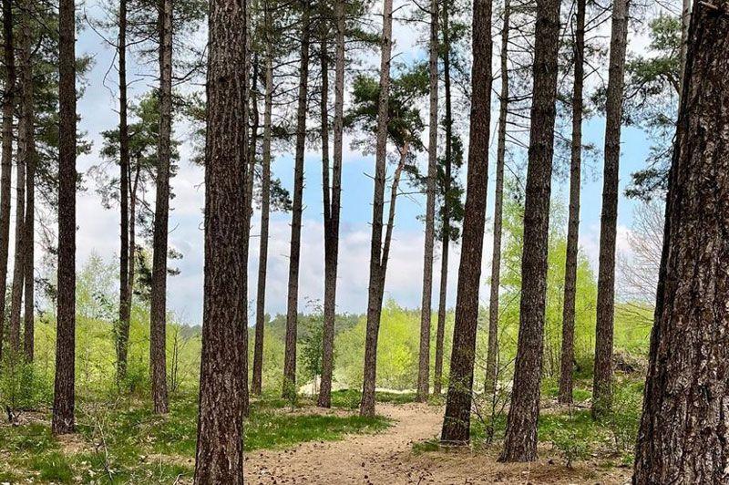 De Groote Heide: Kolisbos - Groen