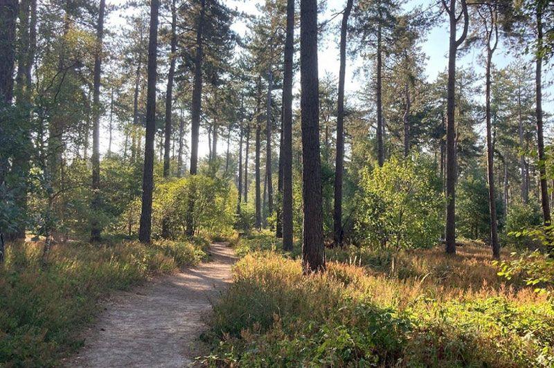 Kloosterbos wandelroute