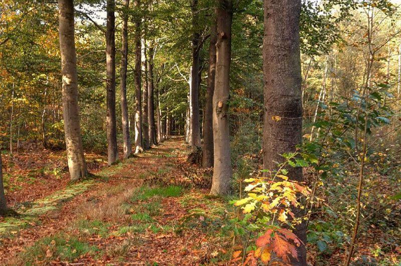 Meetjeslandse Bossen