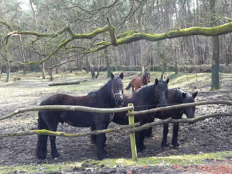 Heithoeve foto 4