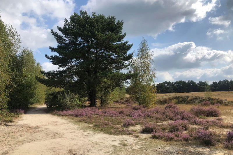 Bosland Sahara blauw