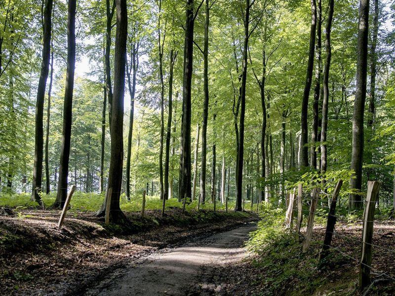 Wandelen door de bossen van de Vlaamse Ardennen