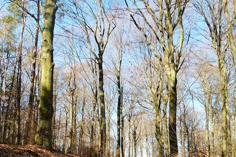 Vijf Eikenwandeling