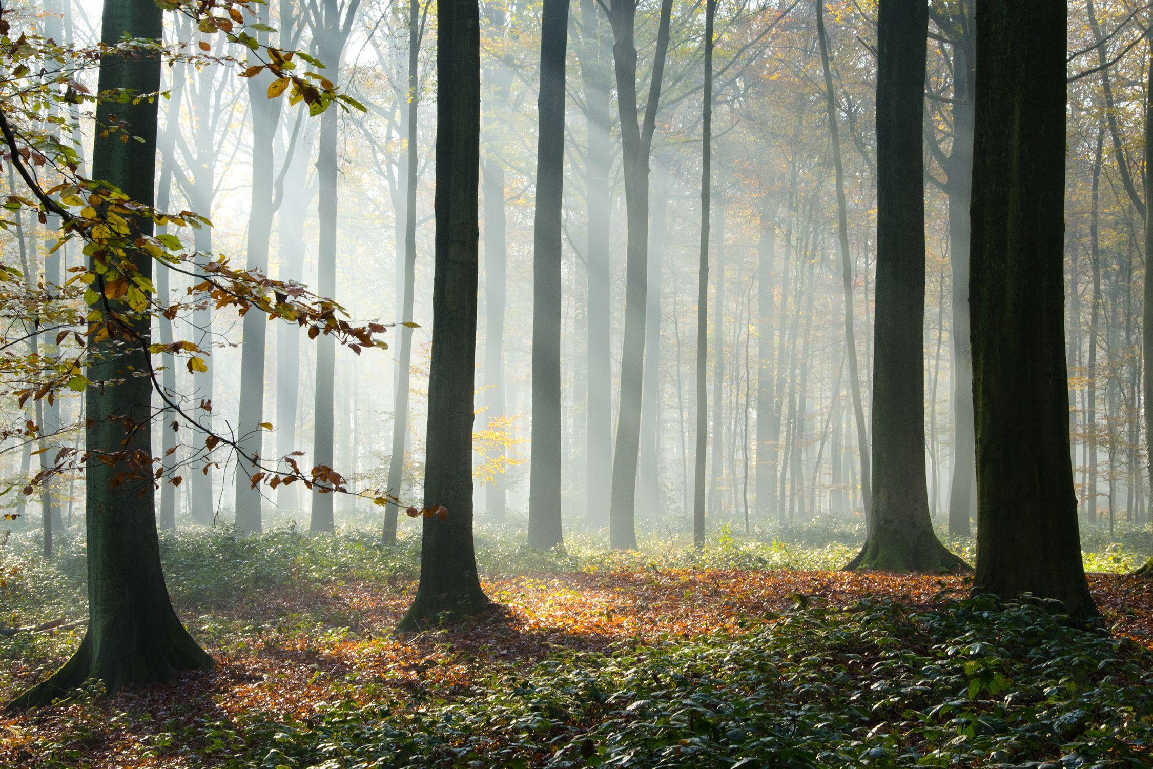 Wandelen in Vlaamse Ardennen