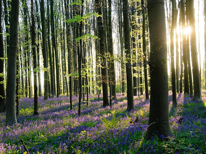 listing card gallery