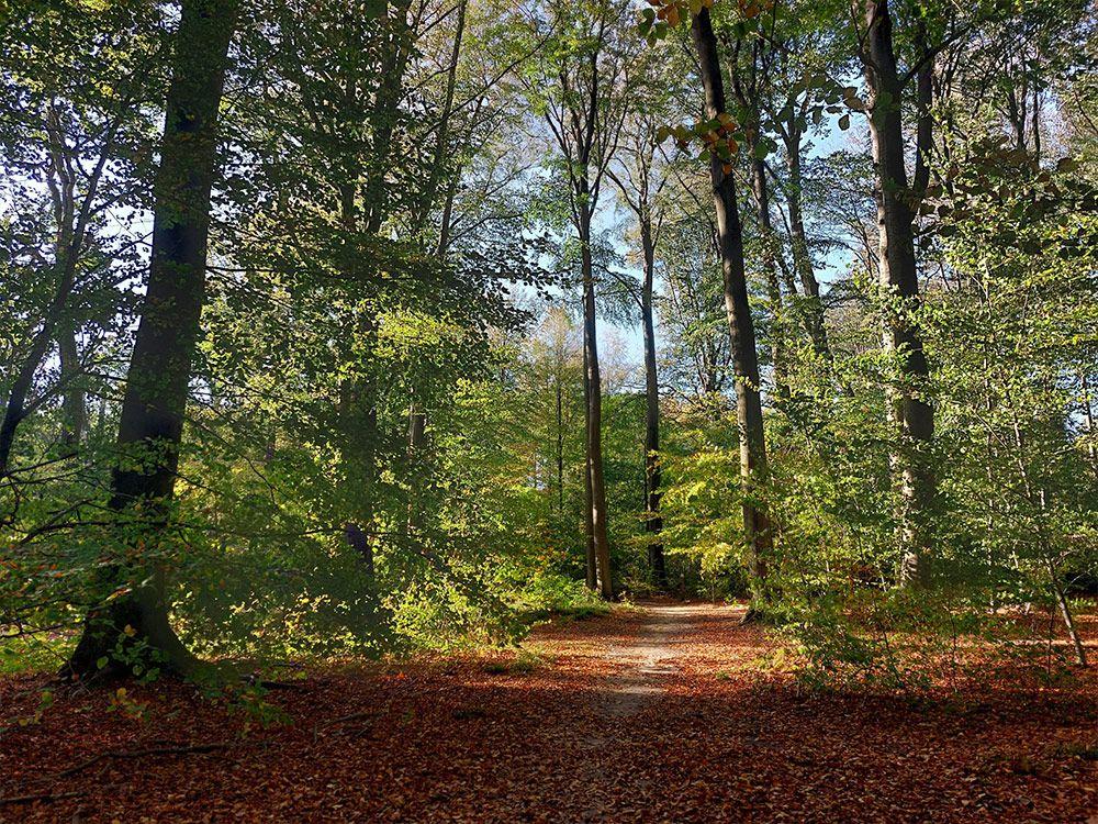 Start van de dikke beukwandeling