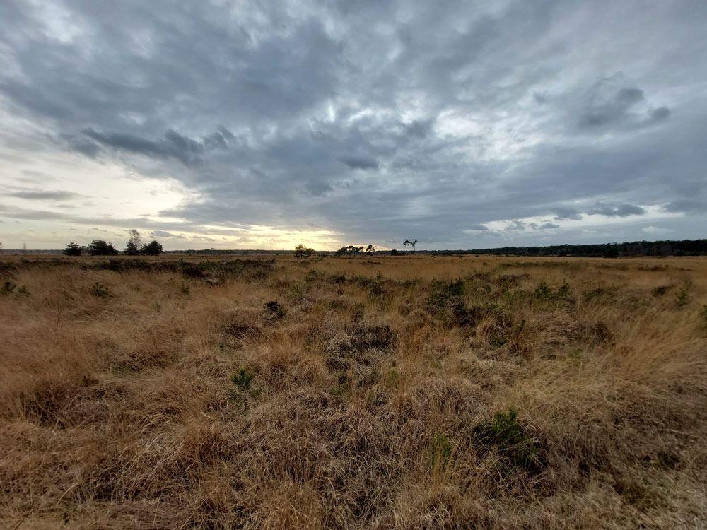 Einde Kalmthoutse Heide - Ree