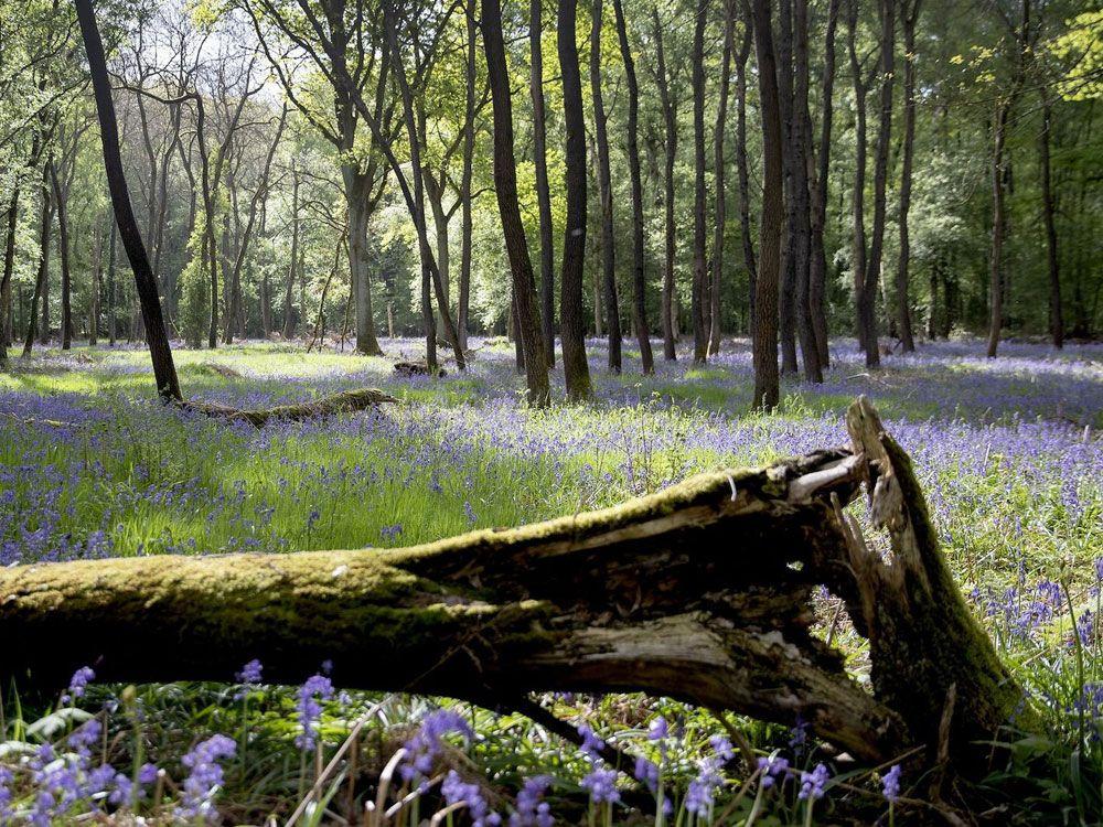 Kravaalbos