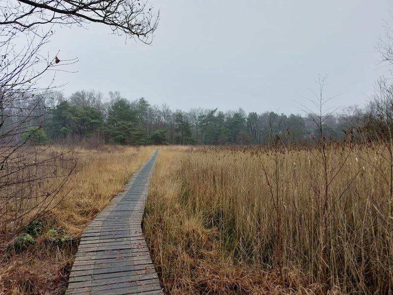 Het begin van een ontdekking op het oudste natuurgebied van Vlaanderen