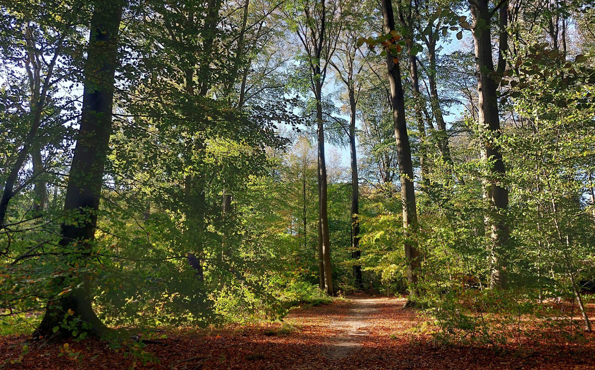 Wandelen in het Meerdaalwoud en Heverleebos