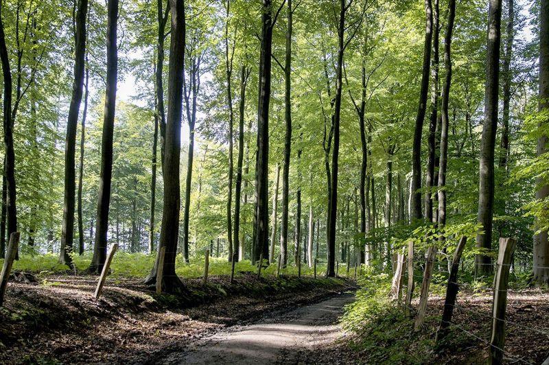 Muziekboswandelroute (bewegwijzerd)