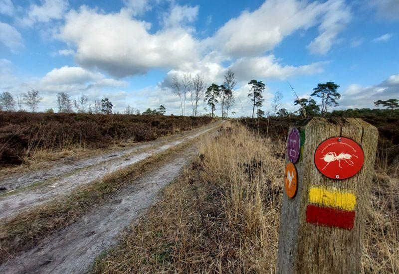Kalmthoutse Heide - Mier