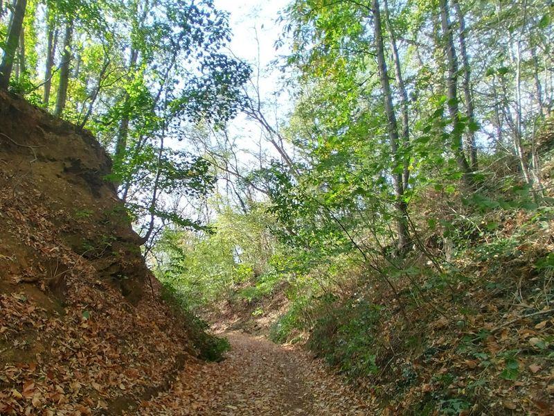 Walenbos