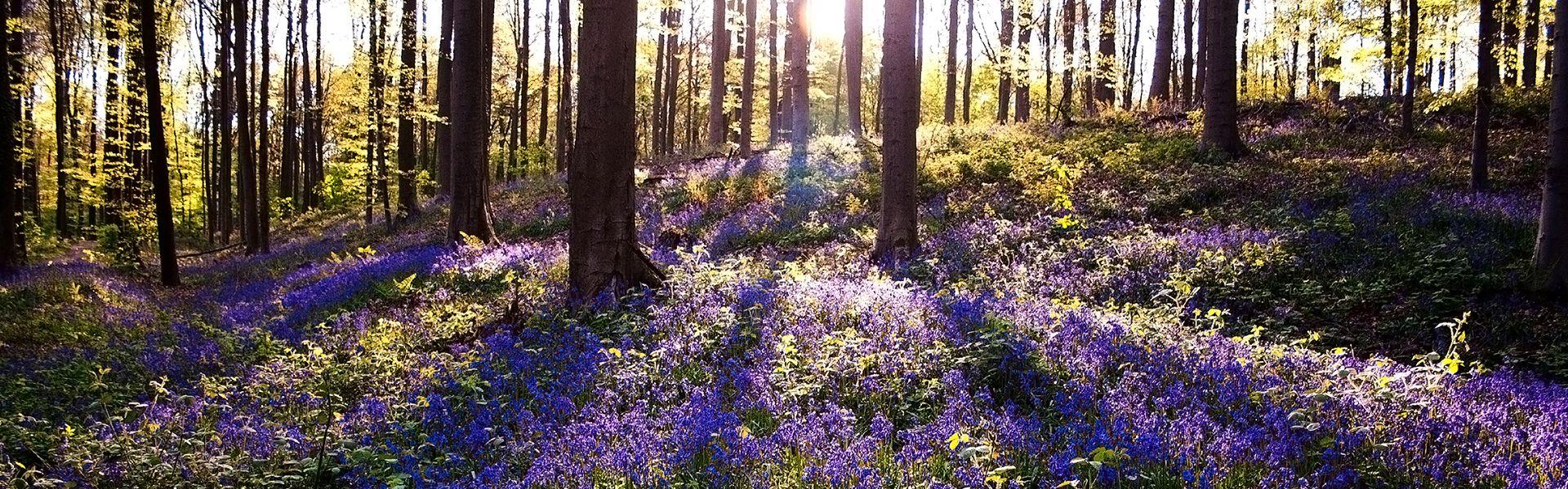 Wandelen tussen boshyacinten
