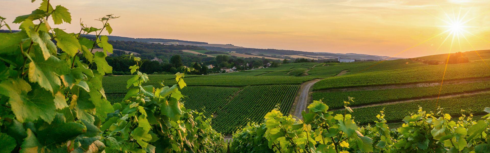 Wandelvakantie in Vlaanderen of ontspannen onder zon?